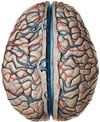 cerebro